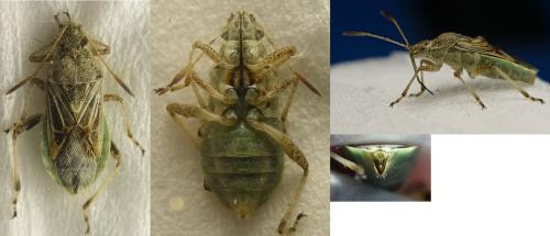 Réf. 309 347 : Stictopleurus punctatonervosus