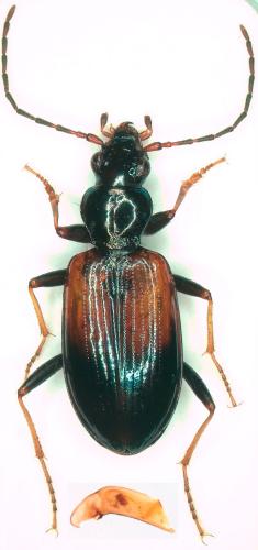 Réf. 309 684 : Bembidion eques