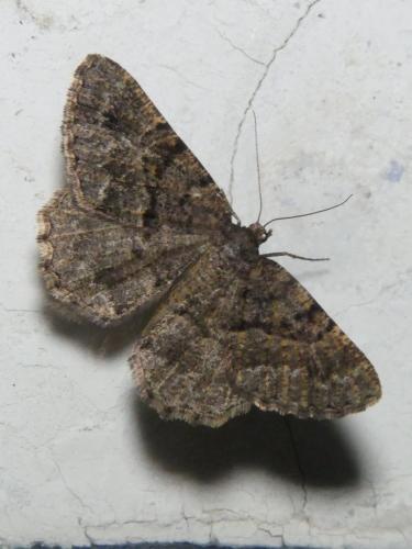Réf. 309 353 : Selidosema taeniolaria