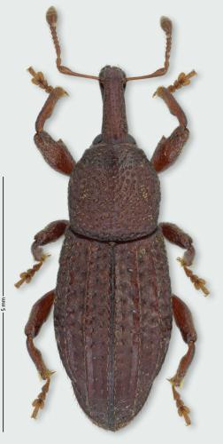 Réf. 309 369 : Iberoplinthus imbricatus