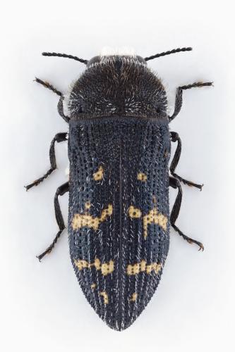 Acmaeoderella flavofasciata