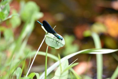 Calopteryx virgo