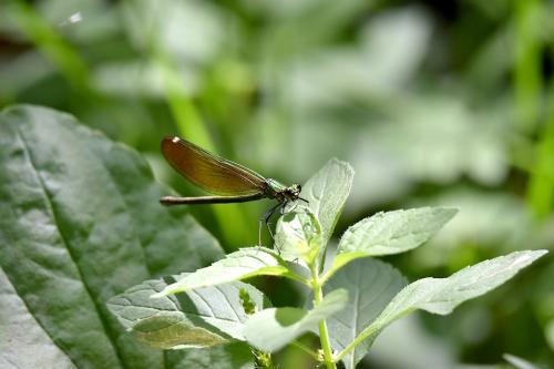 Calopteryx virgo