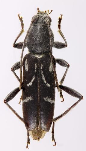 Chlorophorus yachovi