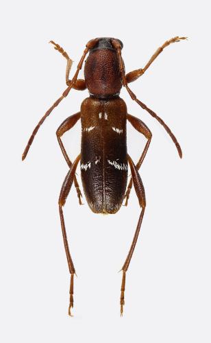 Chlorophorus gratiosus