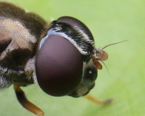 Cheilosia scutellata