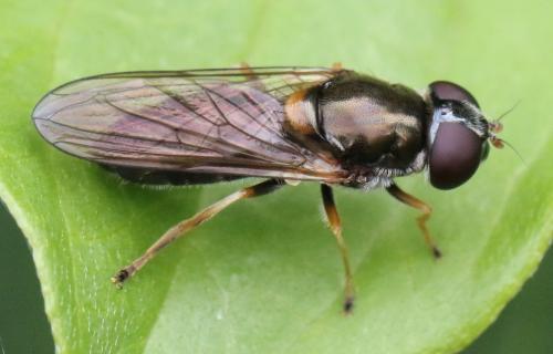 Réf. 309 850 : Cheilosia scutellata