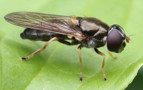 Cheilosia scutellata