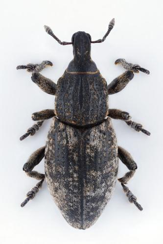 Pseudocleonus cinereus