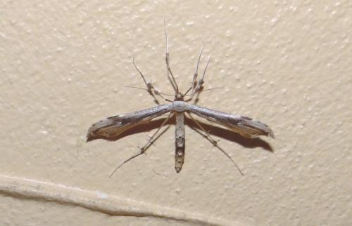 Réf. 309 547 : Oidaematophorus lithodactyla