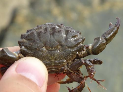 Réf. 309 377 : Xantho hydrophilus