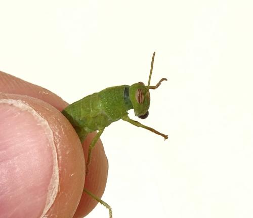 Anacridium aegyptium