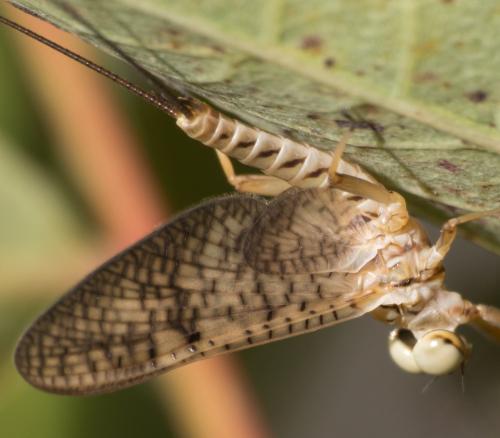 Réf. 309 888 : Ecdyonurus ruffii