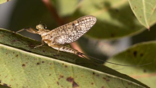 Réf. 309 859 : Ecdyonurus ruffii