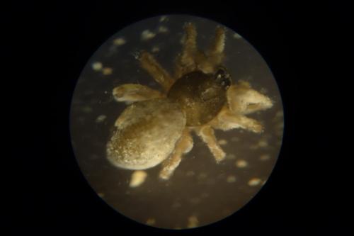 Diplocephalus helleri