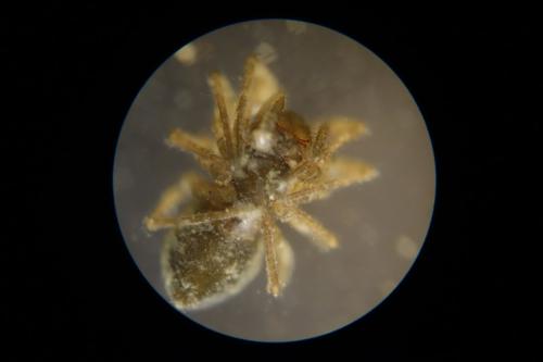 Diplocephalus helleri