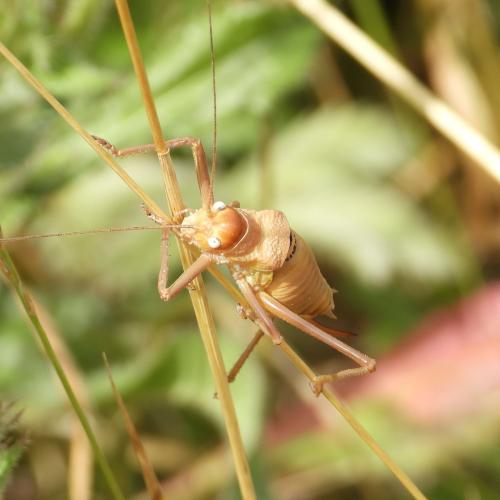 Uromenus rugosicollis