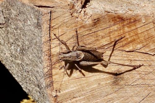 Réf. 309 216 : Pholidoptera griseoaptera