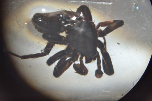 Réf. 309 805 : Zelotes petrensis