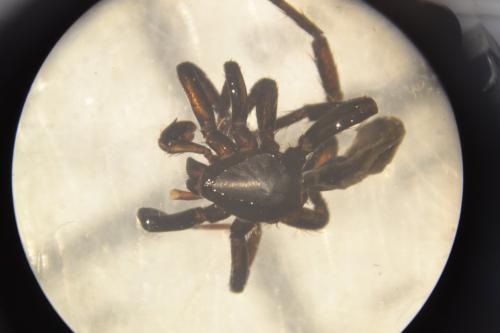 Réf. 309 808 : Zelotes petrensis