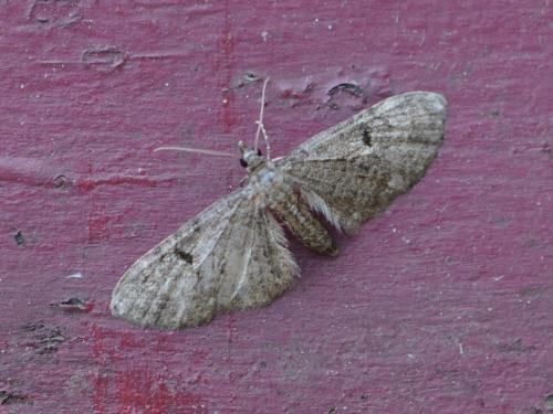 Eupithecia sp.