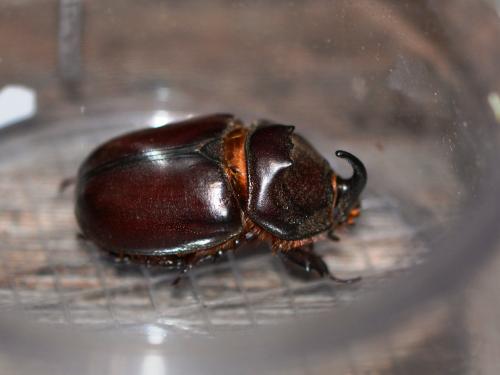 Réf. 309 782 : Oryctes nasicornis