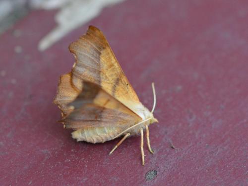 Ennomos fuscantaria