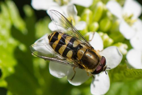 Syrphus sp.