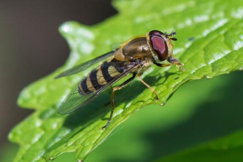 Réf. 309 356 : Syrphus sp.
