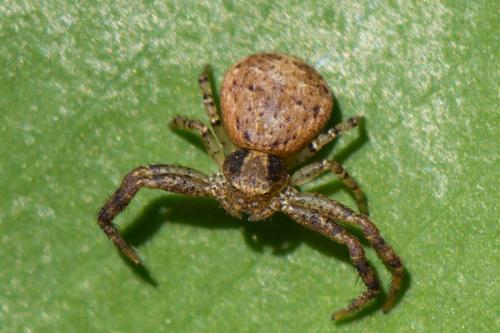 Réf. 309 362 : Xysticus lanio