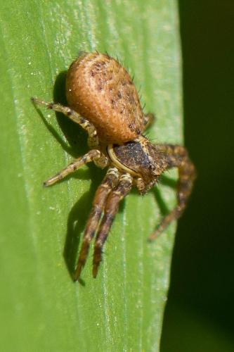 Réf. 309 361 : Xysticus lanio