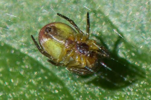 Araniella sp.