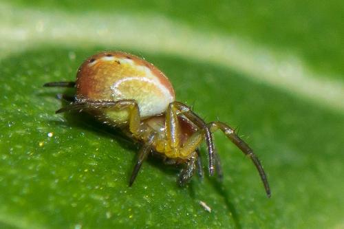 Araniella sp.