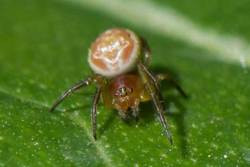 Araniella sp.