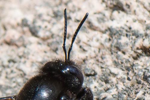 Xylocopa valga
