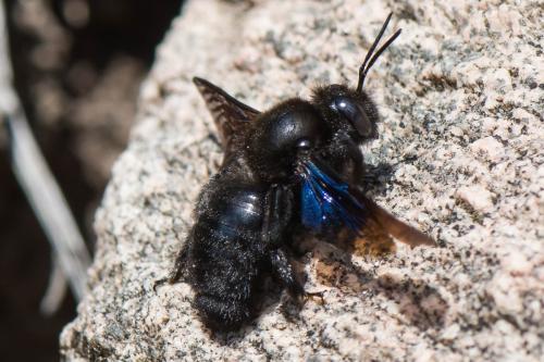 Réf. 309 454 : Xylocopa valga