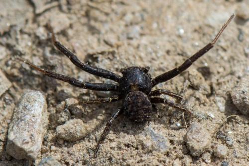 Xysticus acerbus