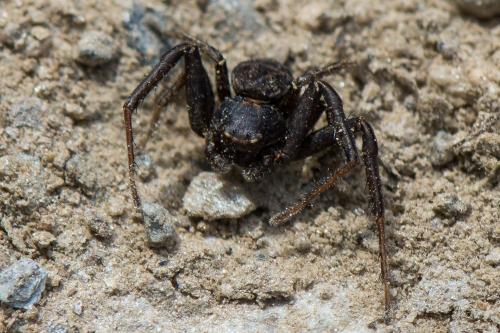 Réf. 309 487 : Xysticus acerbus