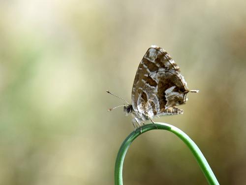 Cacyreus marshalli