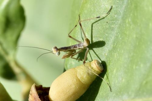 Sphodromantis viridis