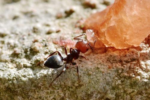 Réf. 309 560 : Crematogaster scutellaris