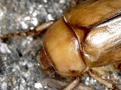 Melolonthinae