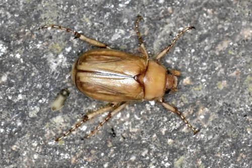 Melolonthinae