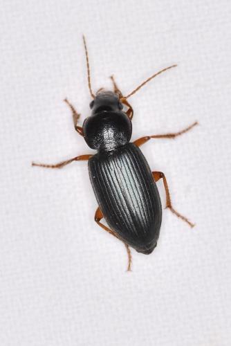 Ophonus ardosiacus