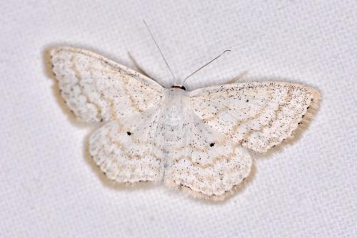 Réf. 309 107 : Scopula immutata
