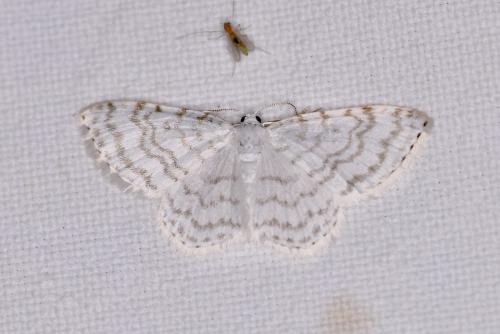 Réf. 309 114 : Asthena albulata