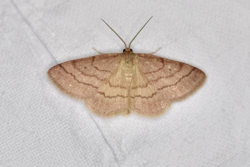 Réf. 309 200 : Scopula rubiginata