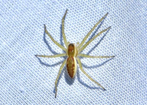 Dolomedes sp.