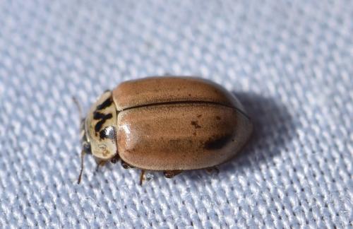 Réf. 309 017 : Aphidecta obliterata