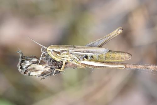 Euchorthippus declivus